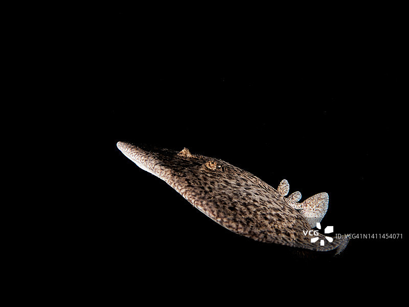 地中海中的电鳐图片素材