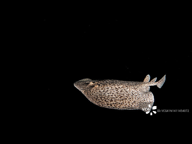 地中海中的电鳐图片素材