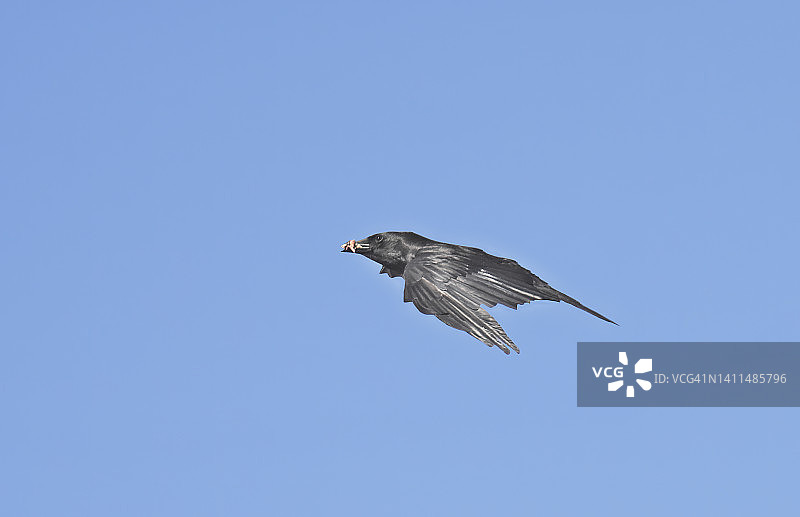 飞行的乌鸦图片素材