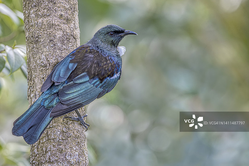 新西兰特有鸟类：蜜雀图片素材