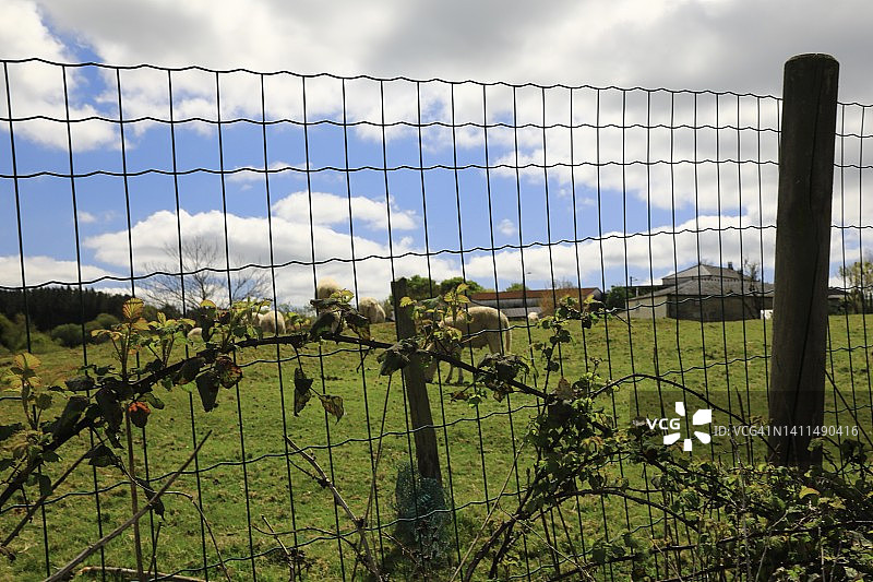 篱笆藤蔓后的乡村农耕村庄图片素材