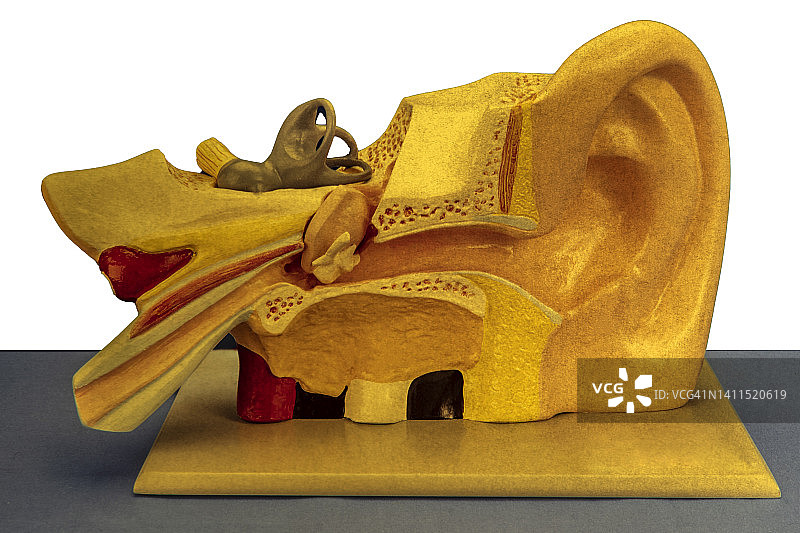 人耳特写图片素材