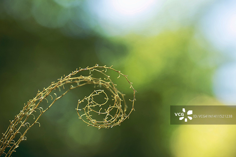 斐波那契螺旋草本植物图片素材