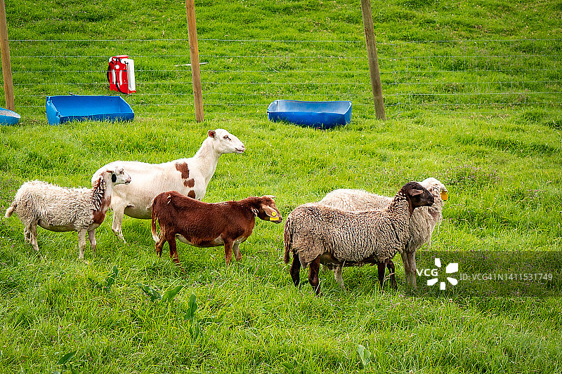 几只不同颜色的绵羊在铁丝网围栏的牧场里行走图片素材