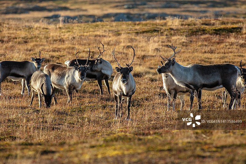 斯堪的纳维亚驯鹿图片素材