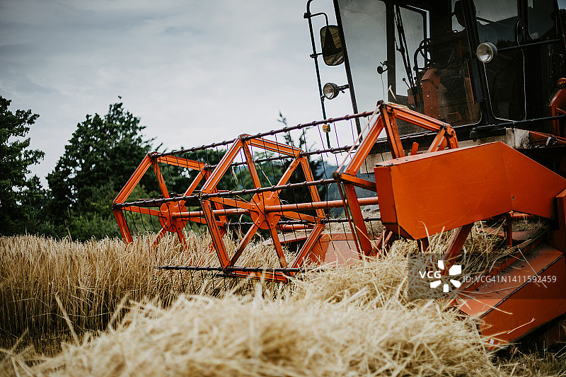 联合收割机在麦田收割黄色谷物（大麦）图片素材