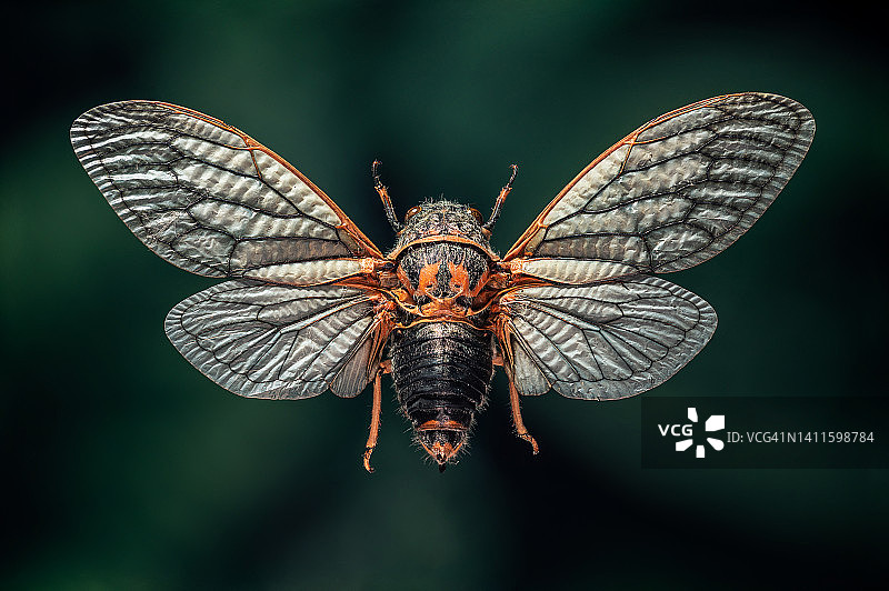 飞行中的蝉，飞行昆虫的超特写镜头图片素材