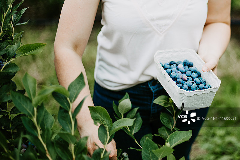 在有机农场采摘成熟蓝莓的女人图片素材