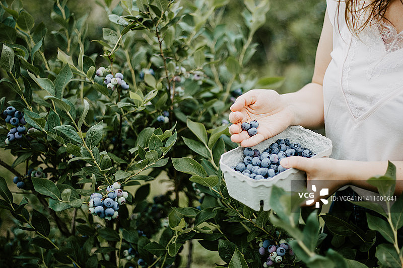 女农民采摘成熟蓝莓特写图片素材