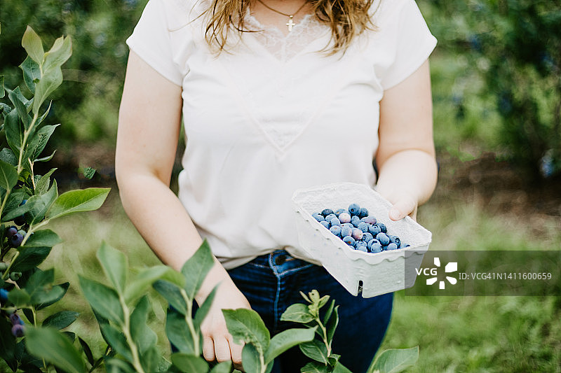 在有机农场采摘成熟蓝莓的女人图片素材