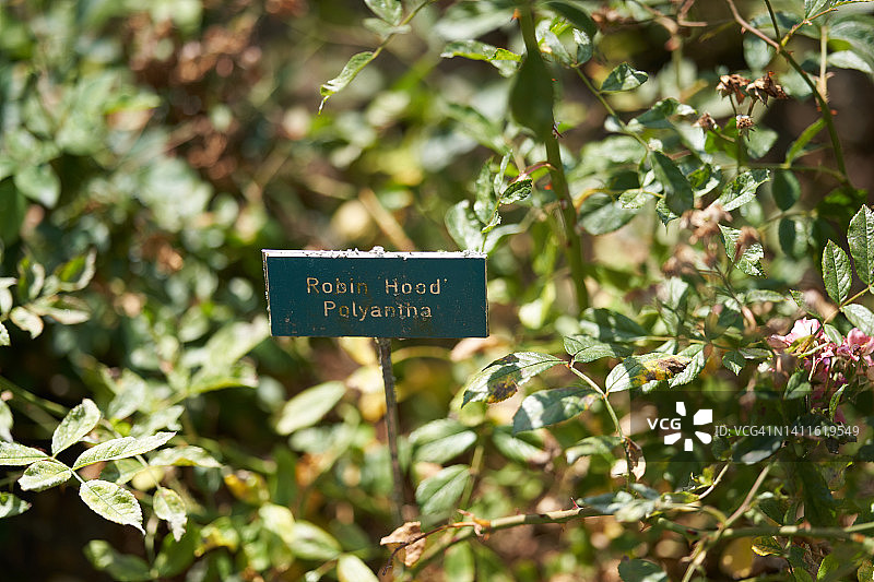 罗宾汉玫瑰图片素材