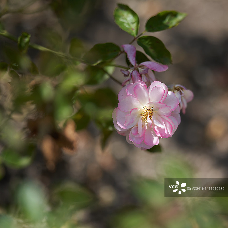 米歇尔·杜塞尔伯爵夫人的玫瑰图片素材