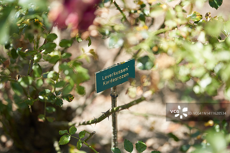 勒沃库森的玫瑰图片素材