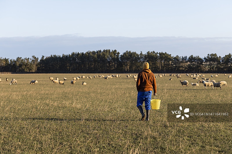 清晨农场喂食图片素材