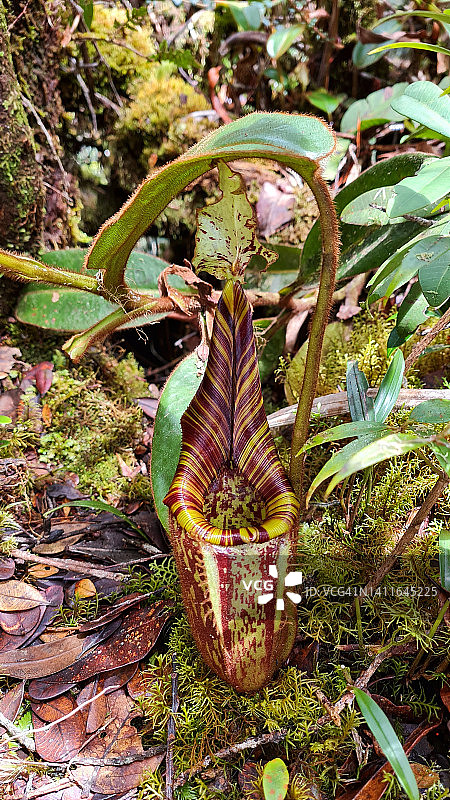 胡瑞尔猪笼草（位于马来西亚婆罗洲沙捞越姆禄山上）图片素材