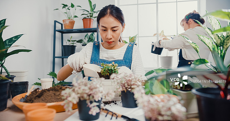 年轻亚洲女人居家早晨给植物换盆图片素材