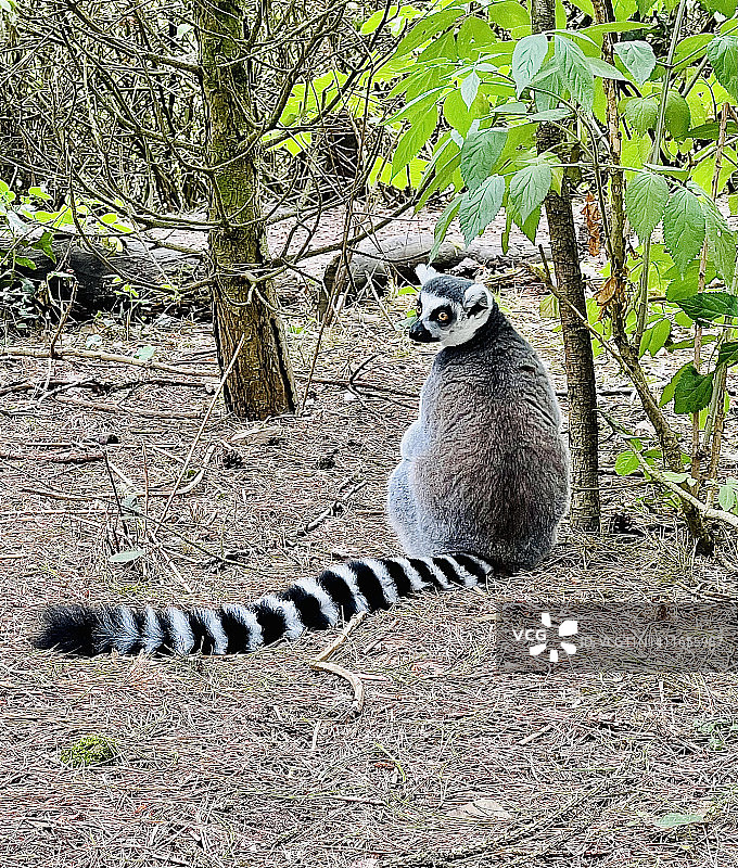 近距离观察坐着的环尾狐猴图片素材