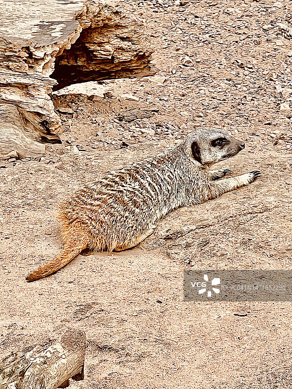 躺卧的猫鼬特写图片素材