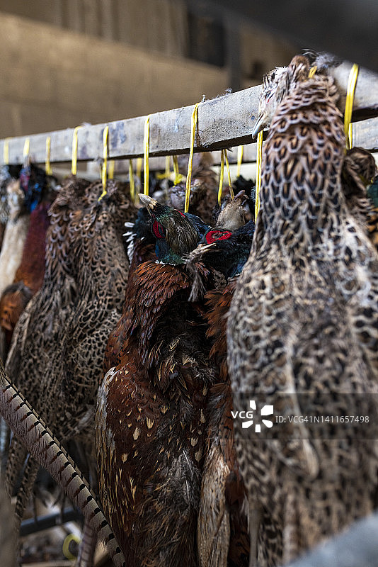 谷仓中悬挂的猎禽图片素材