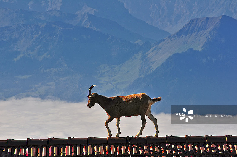 在瑞士阿尔卑斯山瑞吉山上，行走在建筑物屋顶上的山羊图片素材