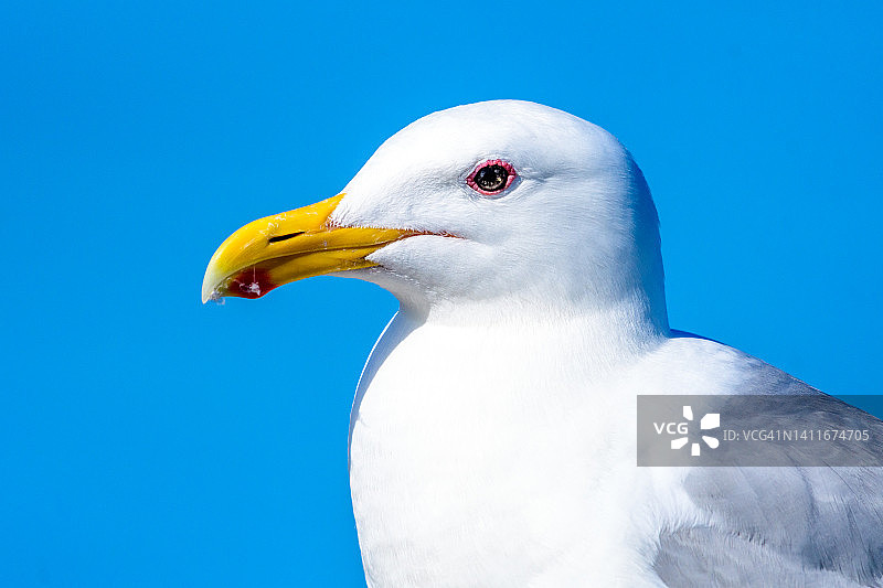 加拿大不列颠哥伦比亚省海鸥特写图片素材
