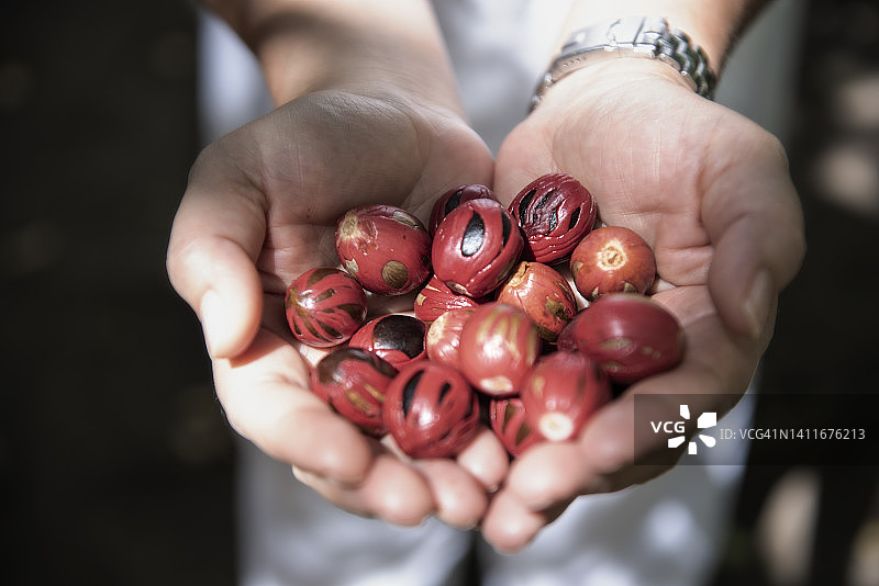 印度尼西亚马鲁古群岛，手持新鲜肉豆蔻的人特写图片素材