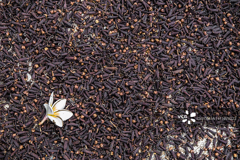 印度尼西亚马鲁古群岛，阳光下丁香上茉莉花干燥的俯视图图片素材