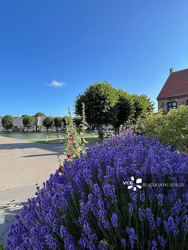 丹麦日德兰半岛萨姆索岛诺德比村庄池塘边的薰衣草图片素材