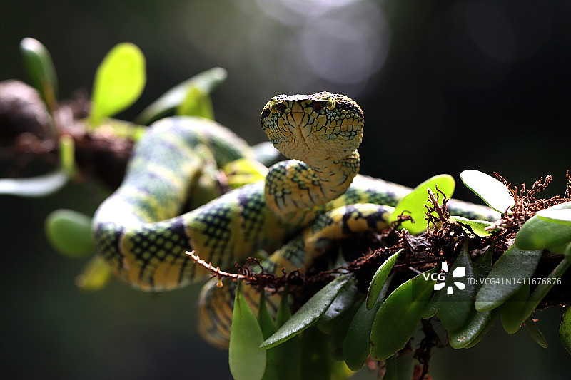 印度尼西亚，瓦格勒腹蛇在树枝上的特写图片素材