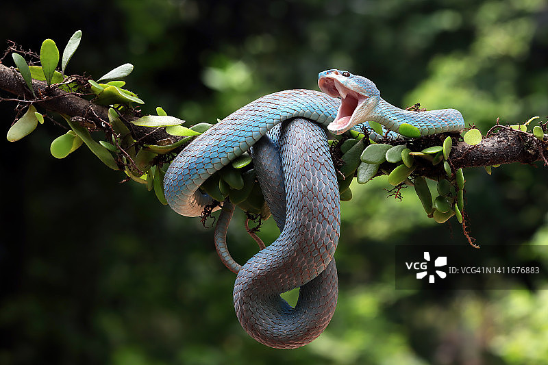 印度尼西亚白唇岛屿蝮蛇特写图片素材