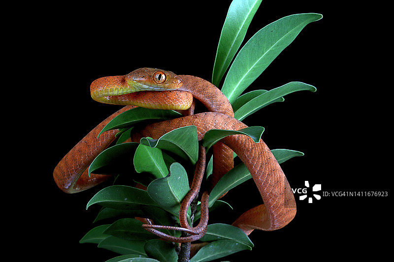 印度尼西亚植物上的红色钝头蛇特写图片素材