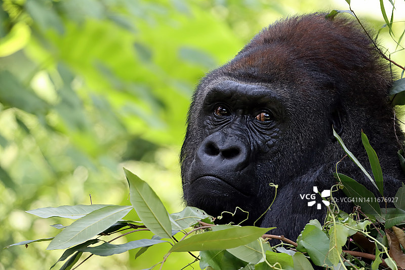 印度尼西亚的猩猩特写肖像图片素材