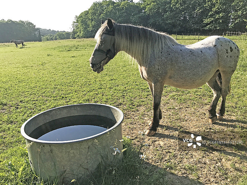 法国乡村田野里的两匹马图片素材