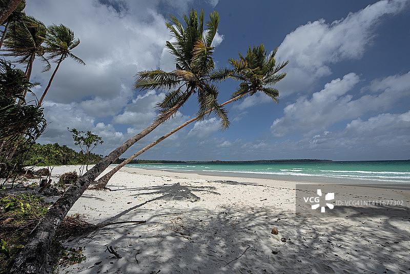 印度尼西亚马鲁古省小凯岛Matwaer海滩上倾斜的棕榈树图片素材