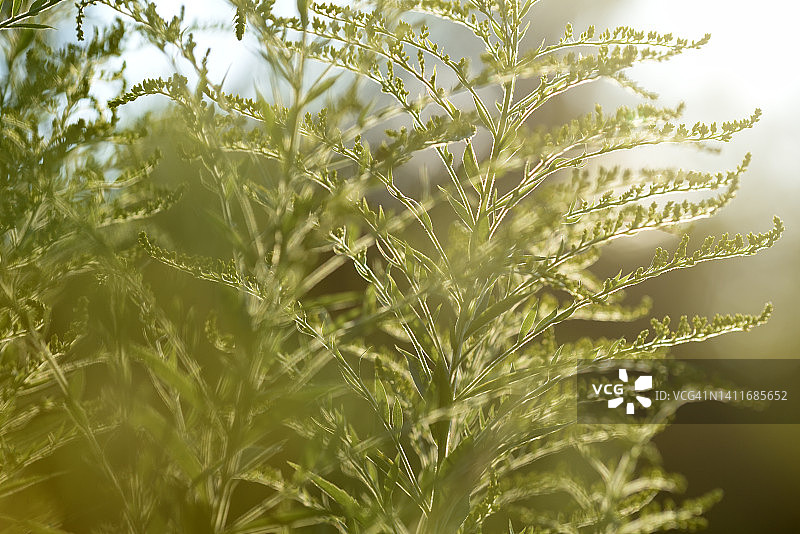 金黄色的金鸡菊图片素材