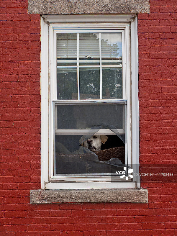 愤怒的狗冲破窗户图片素材