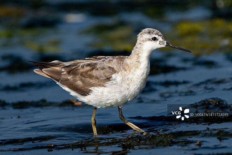 威氏瓣蹼鹬图片素材