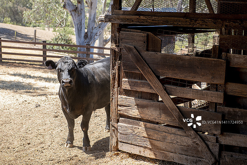 公牛注视图片素材