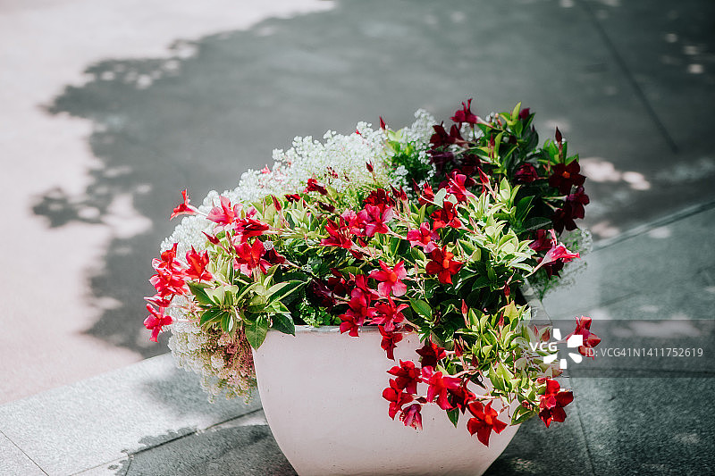 后院盆栽花卉图片素材