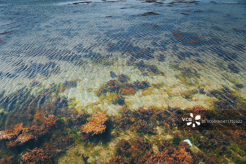 带有藻类的岩石和水图片素材