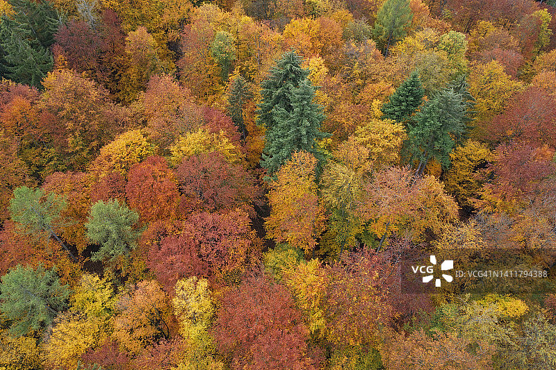 秋季彩色落叶林鸟瞰：施泰igerwald，弗兰肯，巴伐利亚，德国图片素材