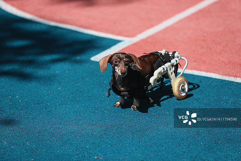 坐轮椅的残疾老年腊肠犬户外散步图片素材