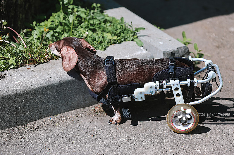 坐轮椅在街上行走的残疾巧克力色腊肠犬图片素材