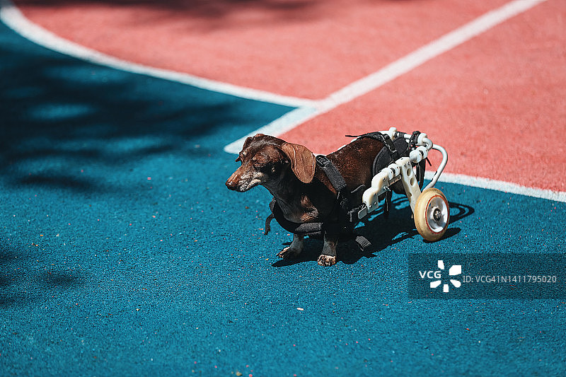 在彩色操场上使用轮椅行走的残疾老年腊肠犬图片素材