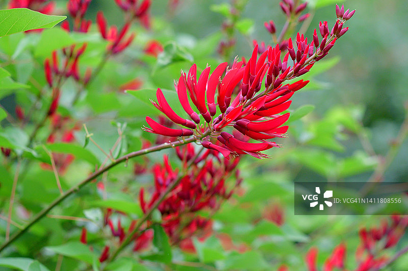 珊瑚刺桐花图片素材