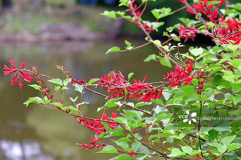 珊瑚刺桐花图片素材