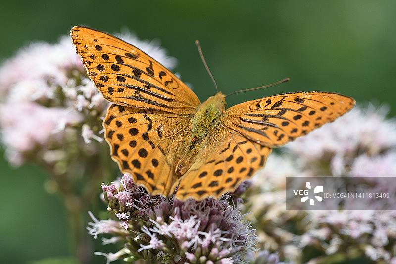 泽兰上的银纹蝴蝶图片素材
