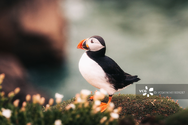 眺望大海的爱尔兰索尔提群岛大西洋海鹦图片素材