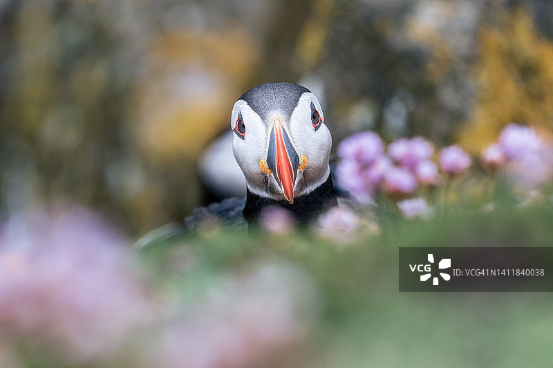 索尔提群岛韦克斯福德郡的大西洋海鹦图片素材