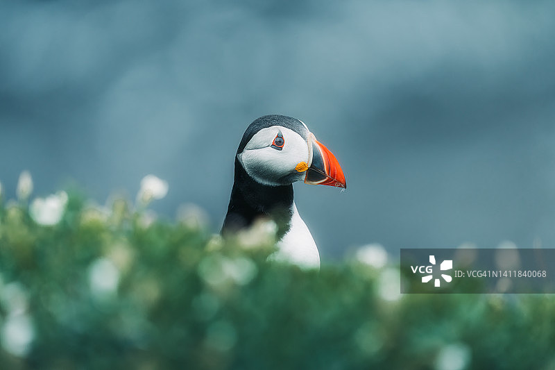 孤独的大西洋海鹦，索尔蒂群岛，爱尔兰韦克斯福德郡图片素材